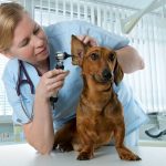 Преимущества обращения в ветеринарную аптеку